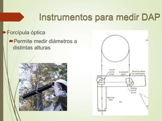 Forcípula óptica
Permite medir diámetros a
distintas alturas
 