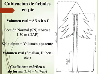 Cubicación de árboles
en pié
Volumen real = SN x h x f
Sección Normal (SN) =Área a
1,30 m (DAP)
SN x altura = Volumen aparente
Volumen real (Smalian, Hubert,
etc.)
Coeficiente mórfico o
de forma (CM = Vr/Vap)
 