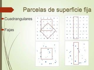 Cuadrangulares
Fajas
 