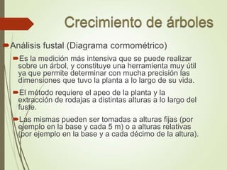 Análisis fustal (Diagrama cormométrico)
Es la medición más intensiva que se puede realizar
sobre un árbol, y constituye una herramienta muy útil
ya que permite determinar con mucha precisión las
dimensiones que tuvo la planta a lo largo de su vida.
El método requiere el apeo de la planta y la
extracción de rodajas a distintas alturas a lo largo del
fuste.
Las mismas pueden ser tomadas a alturas fijas (por
ejemplo en la base y cada 5 m) o a alturas relativas
(por ejemplo en la base y a cada décimo de la altura).
 