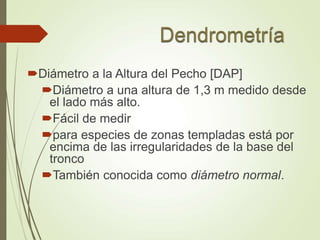 Diámetro a la Altura del Pecho [DAP]
Diámetro a una altura de 1,3 m medido desde
el lado más alto.
Fácil de medir
para especies de zonas templadas está por
encima de las irregularidades de la base del
tronco
También conocida como diámetro normal.
 