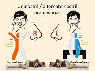 Uninostril / alternate nostril
pranayamas
Suryanadi asana Chandranadi asana
 