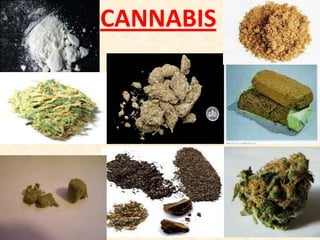 CANNABIS
 