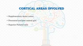 CORTICAL AREAS INVOLVED
• Supplementary motor cortex
• Precentral and post central gyri
• Superior Parietal area
 