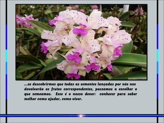 ...se descobrirmos que todas as sementes lançadas por nós nos
devolverão os frutos correspondentes, passamos a escolher o
que semeamos. Esse é o nosso dever: conhecer para saber
melhor como ajudar, como viver.
 