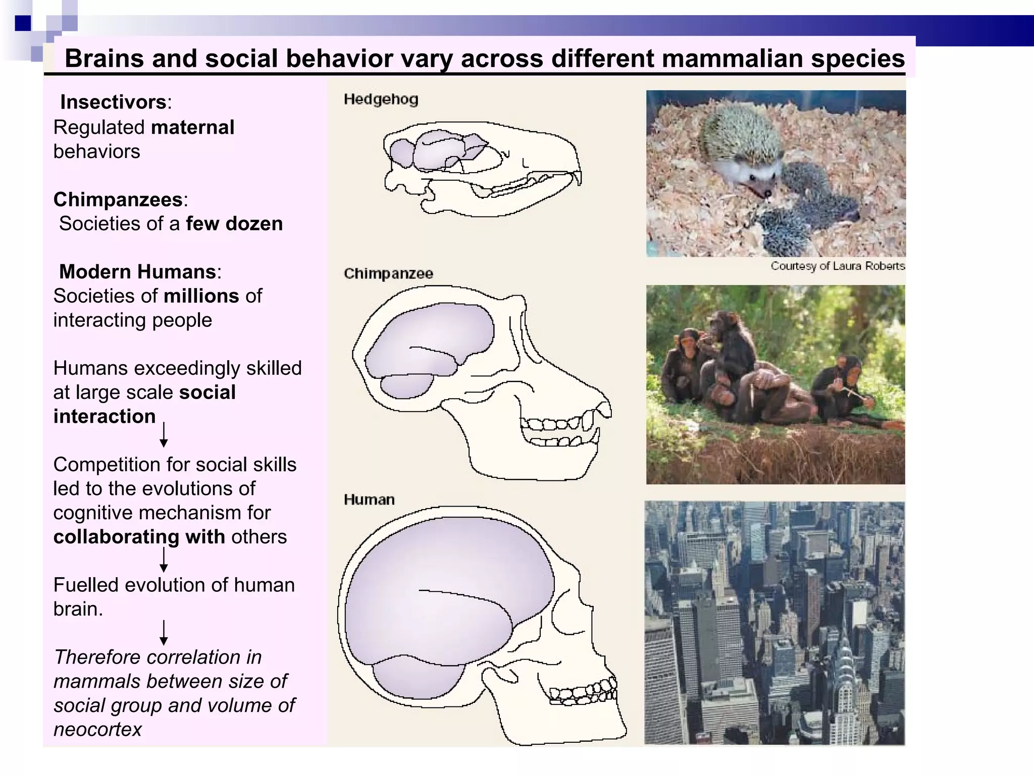 Brains and social behavior vary across different mammalian species
 Insectivors:
Regulated maternal
behaviors

Chimpanzees:
Societies of a few dozen

 Modern Humans:
Societies of millions of
interacting people

Humans exceedingly skilled
at large scale social
interaction

Competition for social skills
led to the evolutions of
cognitive mechanism for
collaborating with others

Fuelled evolution of human
brain.

Therefore correlation in
mammals between size of
social group and volume of
neocortex
 