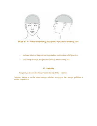 Skica br. 3 – Prikaz energetskog polja prilikom procesa mentalnog vida
- moždani talasi su blago sniženi i ujednačeni u odnosu na uobičajen nivo,
- celo čelo je hladnije, a naglašeno hladan je predeo trećeg oka.
3.3. Amigdale
Amigdale su dve međusobno povezane žlezde oblika i veličine
badema. Nalaze se sa obe strane mozga, naležući na njega u bazi mozga, približno u
sredini slepoočnica.
 