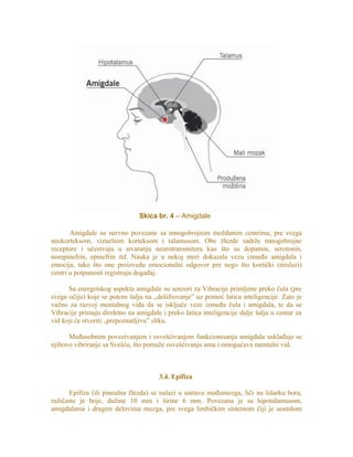 Skica br. 4 – Amigdale
Amigdale su nervno povezane sa mnogobrojnim moždanim centrima, pre svega
neokorteksom, vizuelnim korteksom i talamusom. Obe žlezde sadrže mnogobrojne
receptore i učestvuju u stvaranju neurotransmitera kao što su dopamin, serotonin,
norepinefrin, epinefrin itd. Nauka je u nekoj meri dokazala vezu između amigdala i
emocija, tako što one proizvedu emocionalni odgovor pre nego što kortički (misleći)
centri u potpunosti registruju događaj.
Sa energetskog aspekta amigdale su senzori za Vibracije primljene preko čula (pre
svega očiju) koje se potom šalju na „dešifrovanje” uz pomoć latica inteligencije. Zato je
važno za razvoj mentalnog vida da se isključe veze između čula i amigdala, te da se
Vibracije primaju direktno na amigdale i preko latica inteligencije dalje šalju u centar za
vid koji će stvoriti „prepoznatljivu” sliku.
Međusobnim povezivanjem i osvešćivanjem funkcionisanja amigdala usklađuje se
njihovo vibriranje sa Svešću, što pomaže osvešćivanju uma i omogućava mentalni vid.
3.4. Epifiza
Epifiza (ili pinealna žlezda) se nalazi u sastavu međumozga, liči na šišarku bora,
ružičaste je boje, dužine 10 mm i širine 6 mm. Povezana je sa hipotalamusom,
amigdalama i drugim delovima mozga, pre svega limbičkim sistemom čiji je uostalom
 