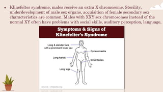 ● Klinefelter syndrome, males receive an extra X chromosome. Sterility,
underdevelopment of male sex organs, acquisition of female secondary sex
characteristics are common. Males with XXY sex chromosomes instead of the
normal XY often have problems with social skills, auditory perception, language,
 