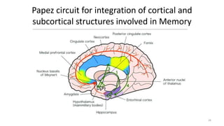 Papez circuit for integration of cortical and
subcortical structures involved in Memory
28
 