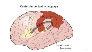 Centers important in language
41
 