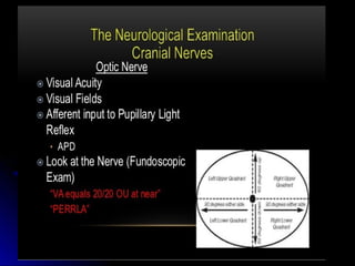 Mental status examination