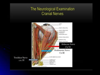 Mental status examination