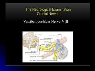 Mental status examination