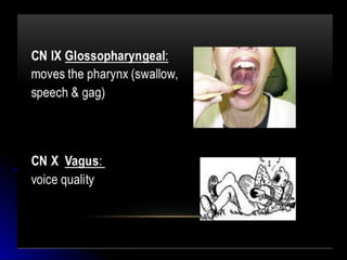 Mental status examination