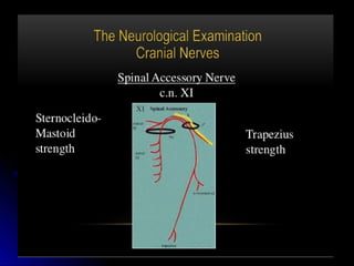 Mental status examination