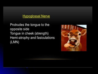 Mental status examination