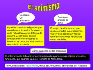 El animismo Aquellas creencias religiosas que consideran a todos los fenómenos de la naturaleza como dotados de un alma y, por tanto, con un comportamiento semejante al humano, es decir, dotados de vida, sentimiento y voluntad  Concepto De animismo Principio de vida interno que reside en todos los organismos vivos y que posibilita y regula tanto sus funciones fisiológicas como mentales.  Concepto arcaico de alma El enterramiento del cadáver acompañado de alguno de sus objetos y los ritos funerarios, que aparece ya en el Hombre de Neandertal. Manifestaciones de las creencias Pervivencia actual:  esquimales , tribus del Amazonas, aborígenes de  Australia 