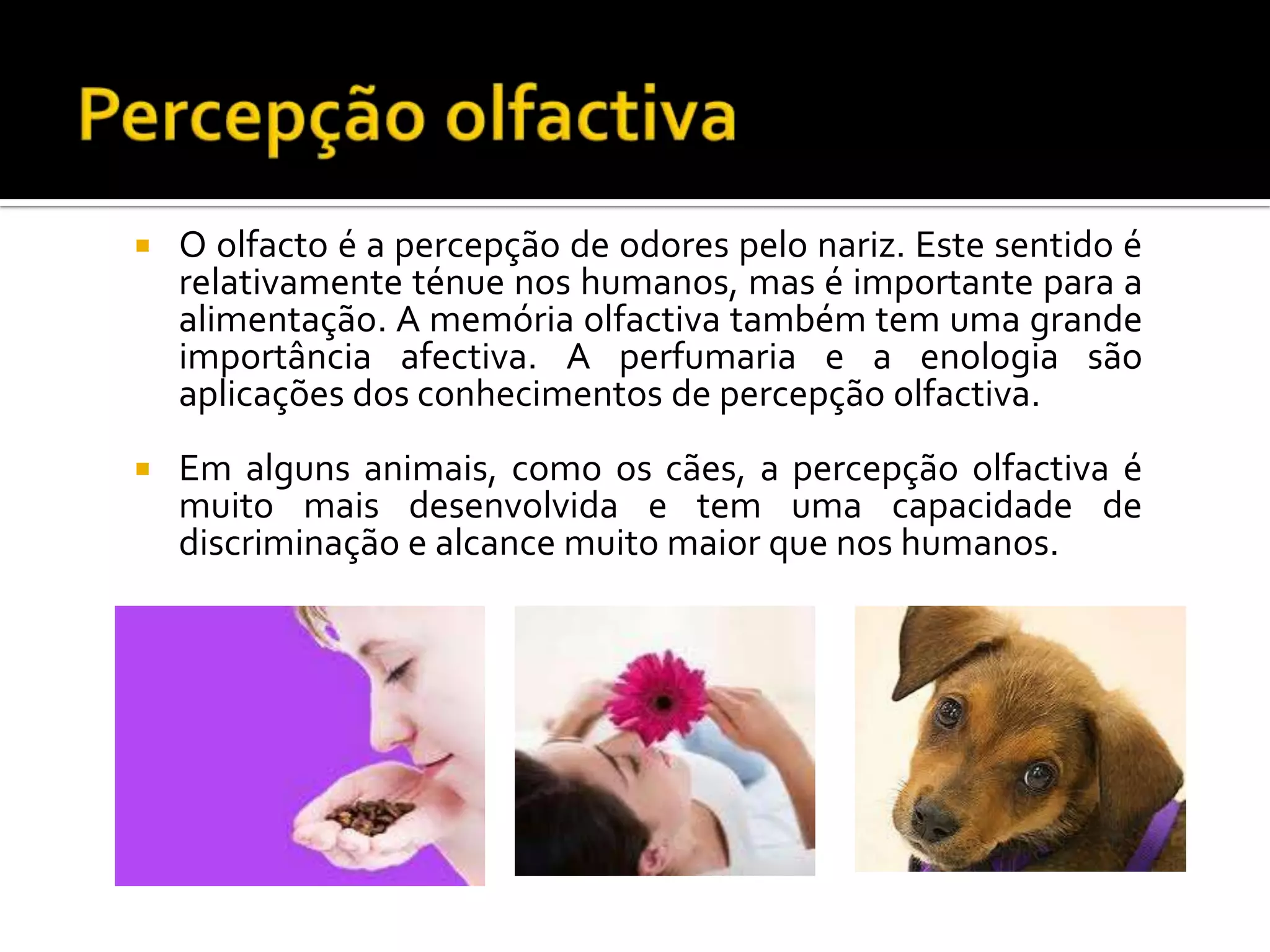   O olfacto é a percepção de odores pelo nariz. Este sentido é
    relativamente ténue nos humanos, mas é importante para a
    alimentação. A memória olfactiva também tem uma grande
    importância afectiva. A perfumaria e a enologia são
    aplicações dos conhecimentos de percepção olfactiva.
   Em alguns animais, como os cães, a percepção olfactiva é
    muito mais desenvolvida e tem uma capacidade de
    discriminação e alcance muito maior que nos humanos.
 