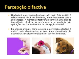    O olfacto é a percepção de odores pelo nariz. Este sentido é
    relativamente ténue nos humanos, mas é importante para a
    alimentação. A memória olfactiva também tem uma grande
    importância afectiva. A perfumaria e a enologia são
    aplicações dos conhecimentos de percepção olfactiva.
   Em alguns animais, como os cães, a percepção olfactiva é
    muito mais desenvolvida e tem uma capacidade de
    discriminação e alcance muito maior que nos humanos.
 