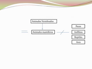 Animales mamíferos
Animales Vertebrados
Peces
Anfibios
Reptiles
Aves
 