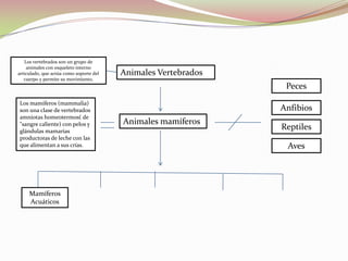 Animales mamíferos
Animales Vertebrados
Peces
Anfibios
Reptiles
Aves
Los vertebrados son un grupo de
animales con esqueleto interno
articulado, que actúa como soporte del
cuerpo y permite su movimiento,
Los mamíferos (mammalia)
son una clase de vertebrados
amniotas homeotermos( de
"sangre caliente) con pelos y
glándulas mamarias
productoras de leche con las
que alimentan a sus crías.
Mamíferos
Acuáticos
 