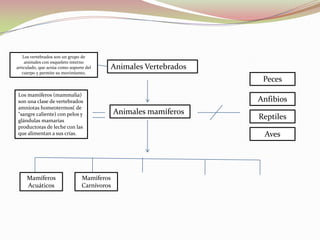 Animales mamíferos
Animales Vertebrados
Peces
Anfibios
Reptiles
Aves
Los vertebrados son un grupo de
animales con esqueleto interno
articulado, que actúa como soporte del
cuerpo y permite su movimiento,
Los mamíferos (mammalia)
son una clase de vertebrados
amniotas homeotermos( de
"sangre caliente) con pelos y
glándulas mamarias
productoras de leche con las
que alimentan a sus crías.
Mamíferos
Acuáticos
Mamíferos
Carnívoros
 