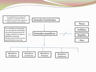 Animales mamíferos
Animales Vertebrados
Peces
Anfibios
Reptiles
Aves
Los vertebrados son un grupo de
animales con esqueleto interno
articulado, que actúa como soporte del
cuerpo y permite su movimiento,
Los mamíferos (mammalia)
son una clase de vertebrados
amniotas homeotermos( de
"sangre caliente) con pelos y
glándulas mamarias
productoras de leche con las
que alimentan a sus crías.
Mamíferos
Acuáticos
Mamíferos
Carnívoros
Mamíferos
Primates
Mamíferos
Herbívoros
 