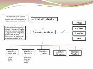 Animales mamíferos
Animales Vertebrados
Peces
Anfibios
Reptiles
Aves
Los vertebrados son un grupo de
animales con esqueleto interno
articulado, que actúa como soporte del
cuerpo y permite su movimiento,
Los mamíferos (mammalia)
son una clase de vertebrados
amniotas homeotermos( de
"sangre caliente) con pelos y
glándulas mamarias
productoras de leche con las
que alimentan a sus crías.
Mamíferos
Acuáticos
Mamíferos
Carnívoros
Mamíferos
Primates
Mamíferos
Herbívoros
Mamíferos
Voladores
Nutría,
delfín,
ballena
León, gato
lince, perr
o. Puma
hiena
 