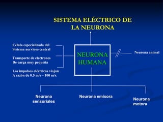 13a3b...3nConcepto2a2b2c...4a4nMENTEFACTOS CONCEPTUALESSUPRAORDINARISOORDINAREXCLUIRINFRAORDINAR