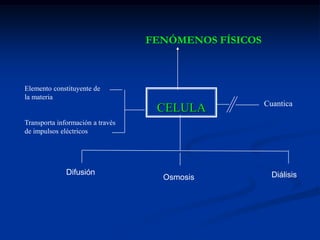 SISTEMA ELÉCTRICO DE LA NEURONANeurona animalCélula especializada delSistema nervioso centralTransporte de electronesDe carga muy pequeñaLos impulsos eléctricos viajanA razón de 0.5 m/s – 100 m/s.NEURONA HUMANANeurona sensorialesNeurona emisoraNeurona motora