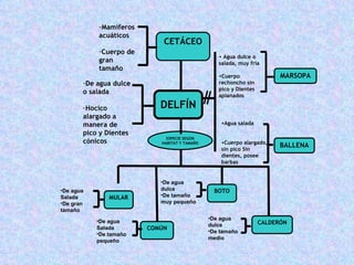 MULAR ESPECIE SEGÚN HABITAT Y TAMAÑO COMÚN BOTO CALDERÓN De agua Salada De tamaño pequeño De agua dulce De tamaño muy pequeño De agua dulce De tamaño medio De agua Salada De gran tamaño CETÁCEO De agua dulce o salada Hocico alargado a manera de pico y Dientes cónicos BALLENA Agua dulce o salada, muy fría Cuerpo rechoncho sin pico y Dientes aplanados MARSOPA DELFÍN Agua salada Cuerpo alargado, sin pico Sin dientes, posee barbas Mamíferos acuáticos Cuerpo de gran tamaño