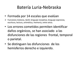 Principios del s. XIXTeoría el equipotencialidad. Cada área del cerebro tiene una función (Lashley).