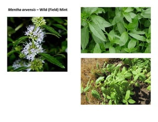 Mentha arvensis – Wild (Field) Mint
 