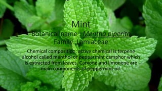 Mint
Botanical name : Mentha piperita
Family: Lamiaceae
Chemical composition: active chemical is terpene
alcohol called menthol or peppermint camphor which
is extracted from leaves. Carvone and limonene are
main components of peppermint oil.
 