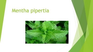 Mentha pipertia
 