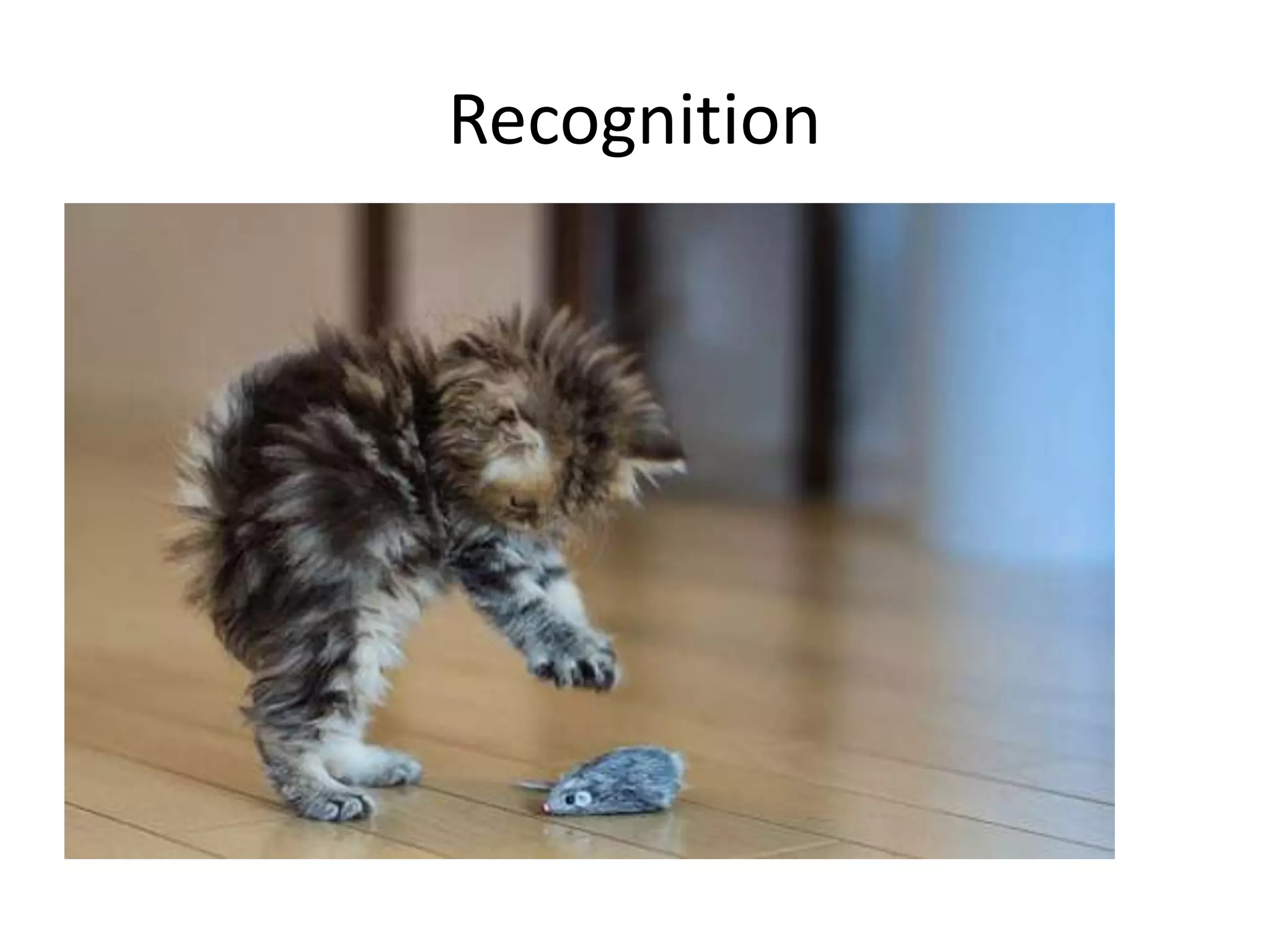 Recognition

 