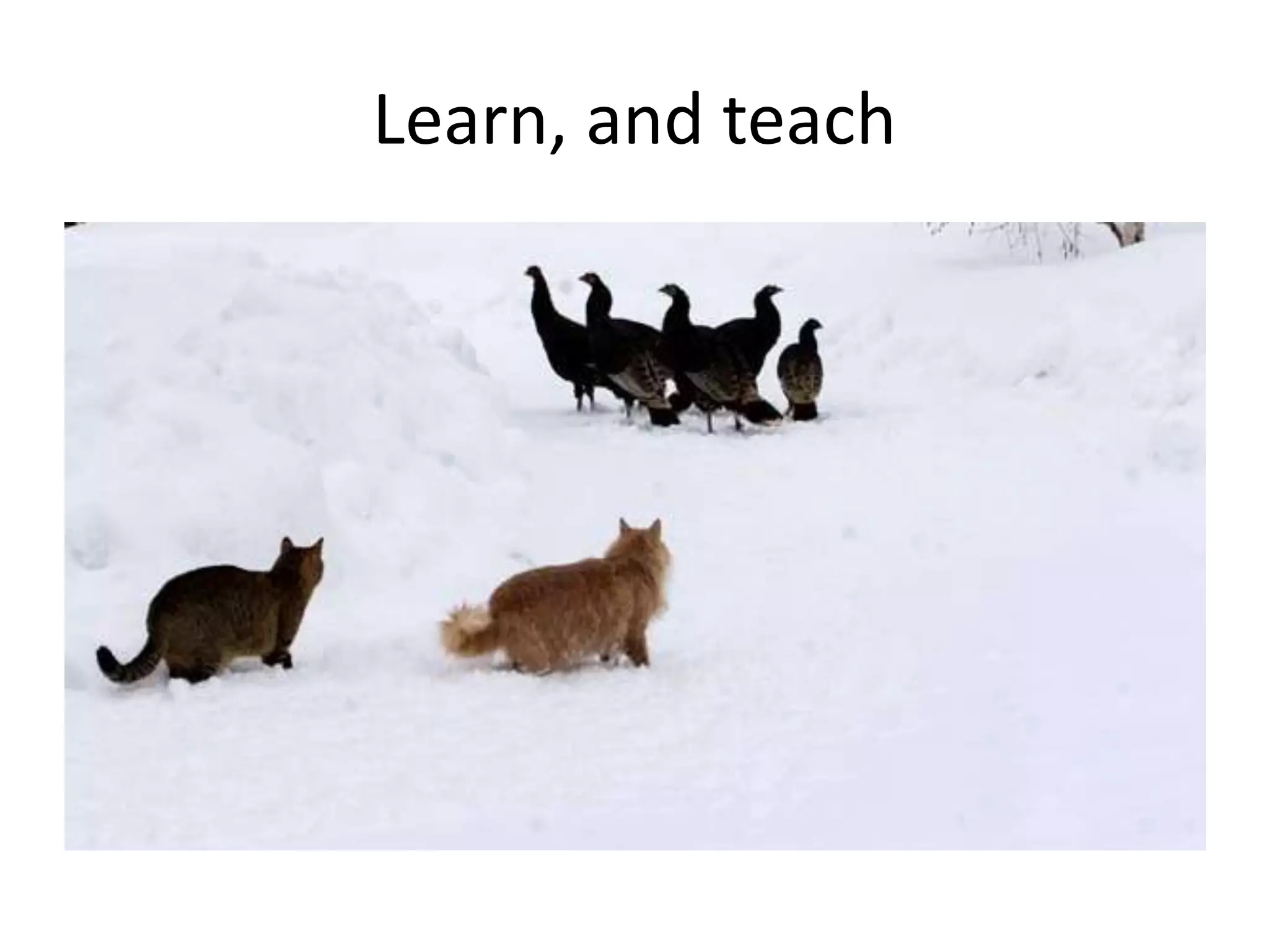 Learn, and teach

 