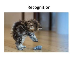 Recognition

 
