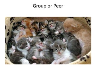 Group or Peer

 