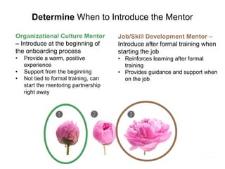 Determine When to Introduce the Mentor
Organizational Culture Mentor
– Introduce at the beginning of
the onboarding proces...
