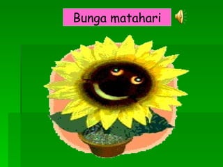 Bunga matahari