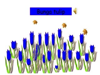 Bunga tulip
