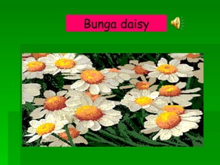 Bunga daisy