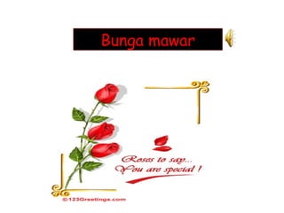 Bunga mawar