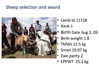 Achievement of the community based sheep breeding project in Menz area