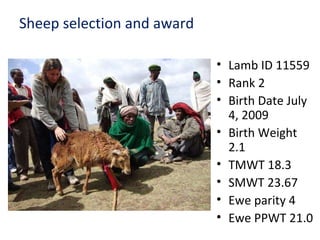 Achievement of the community based sheep breeding project in Menz area