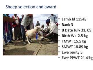 Achievement of the community based sheep breeding project in Menz area
