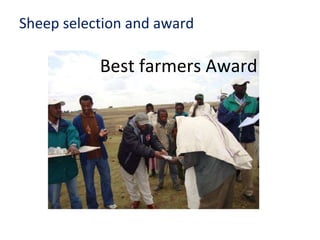 Achievement of the community based sheep breeding project in Menz area