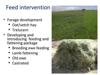 Achievement of the community based sheep breeding project in Menz area